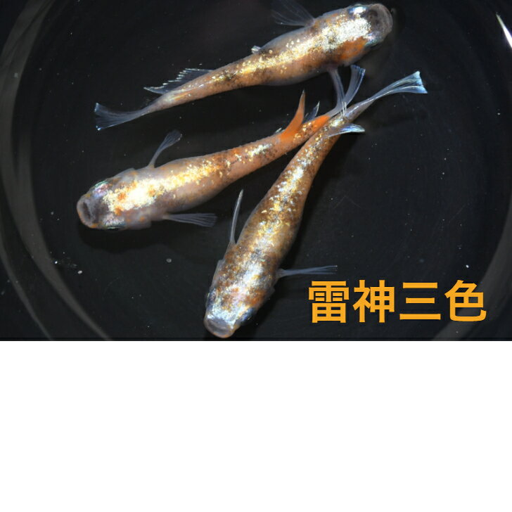 樂天商城 - 雷神三色メダカの稚魚・10匹 めだか 三色幹之 楊貴妃 ラメ 送料無料 楽天 猫飯 稚魚 人気