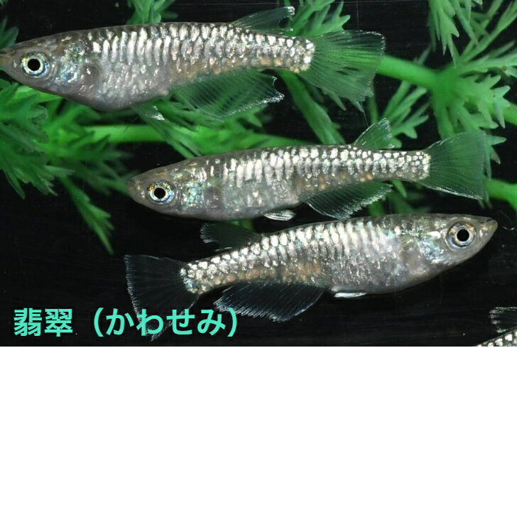 翡翠（かわせみ）メダカの稚魚・10匹 めだか 三色幹之 楊貴妃 ラメ 送料無料 楽天 猫飯 稚魚 人気