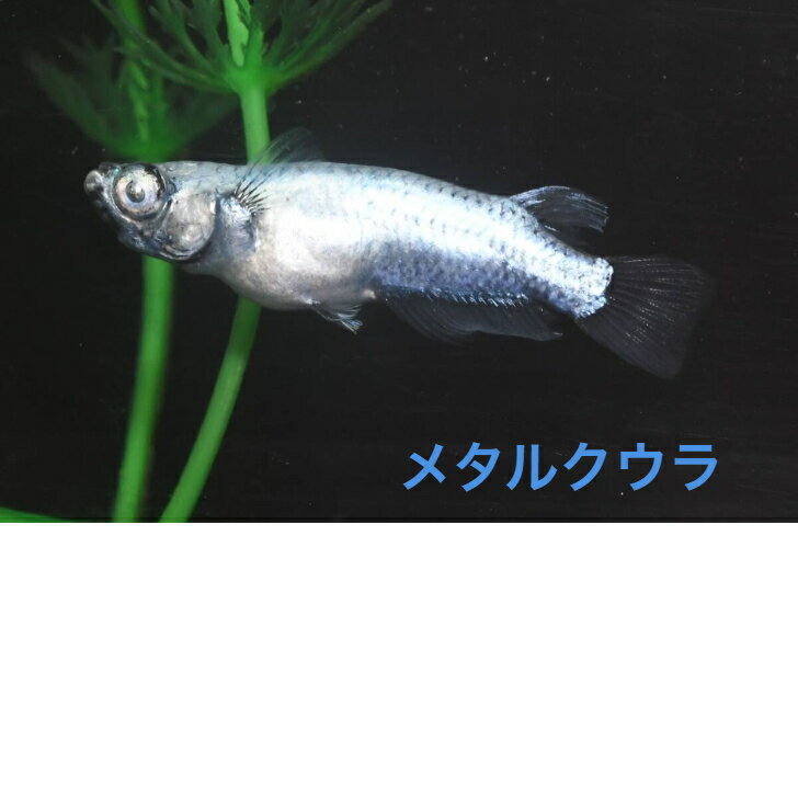 メタルクウラメダカの稚魚・10匹 めだか 三色幹之 楊貴妃 ラメ 送料無料 楽天 猫飯 稚魚 人気