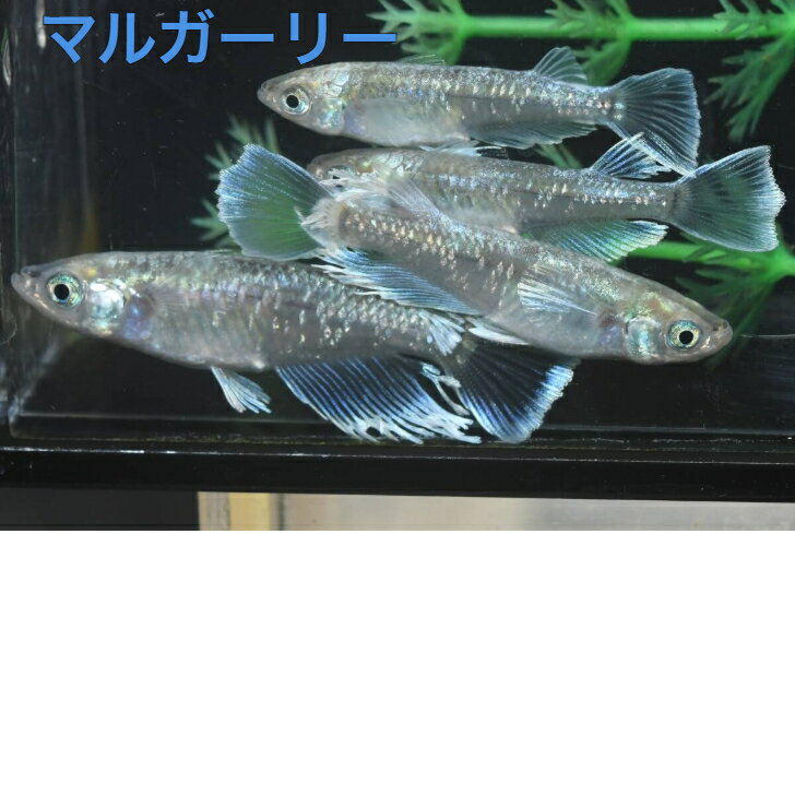マルガーリーメダカの稚魚・10匹 めだか 三色幹之 楊貴妃 ラメ 送料無料 楽天 猫飯 稚魚 人気