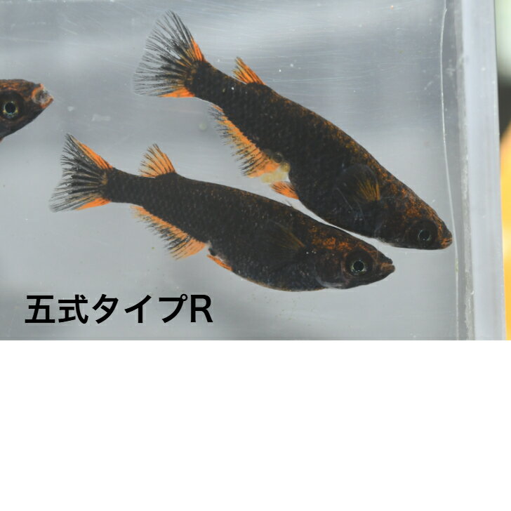 五式タイプRメダカの稚魚・10匹 めだか 三色幹之 楊貴妃 ラメ 送料無料 楽天 猫飯 稚魚 人気