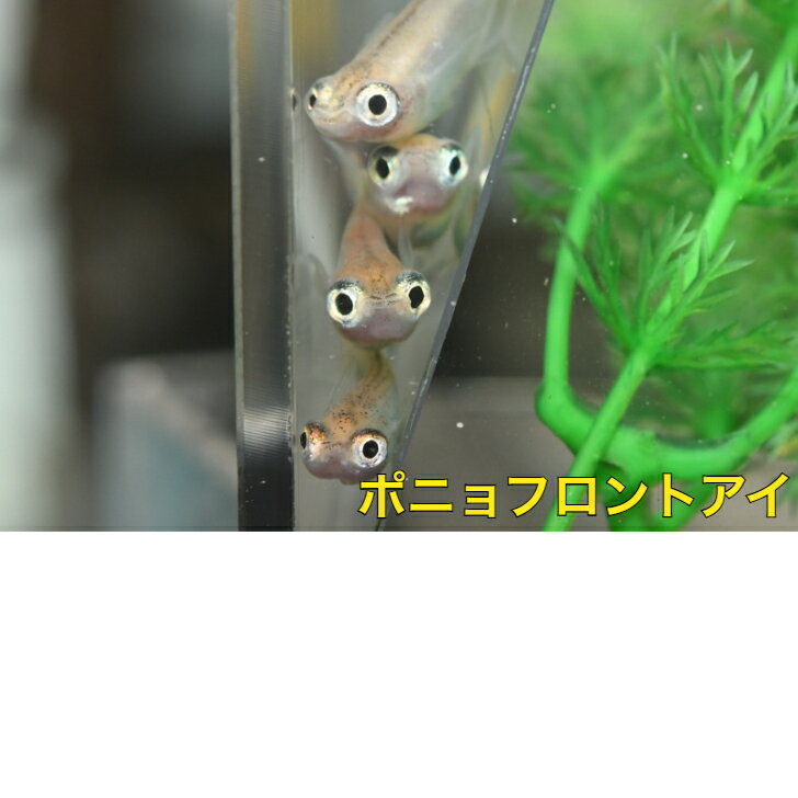 ポニョフロントアイメダカの稚魚・10匹 めだか 三色幹之 楊貴妃 ラメ 送料無料 楽天 猫飯 稚魚 人気