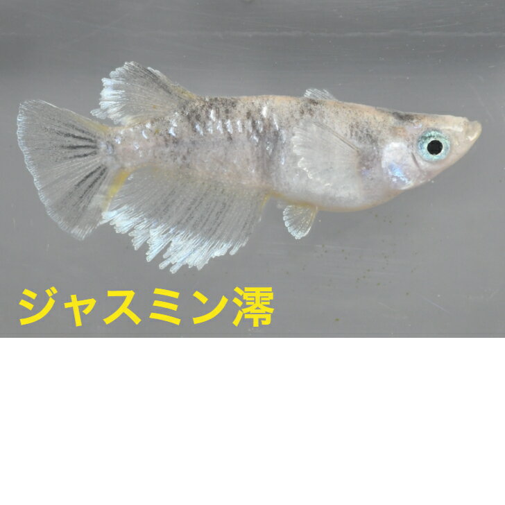 ジャスミン澪メダカの稚魚・10匹 めだか 三色幹之 楊貴妃 ラメ 送料無料 楽天 猫飯 稚魚 人気