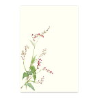 和紙の絵葉書 夏の草花 植物 イラスト ポストカード 季節の絵はがき［夏］あかまんま