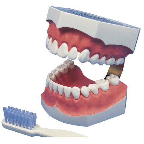 【送料無料】歯磨き指導顎模型/サイズ：約W130×D160×H110mm2倍大歯磨き指導用模型（永久歯列）