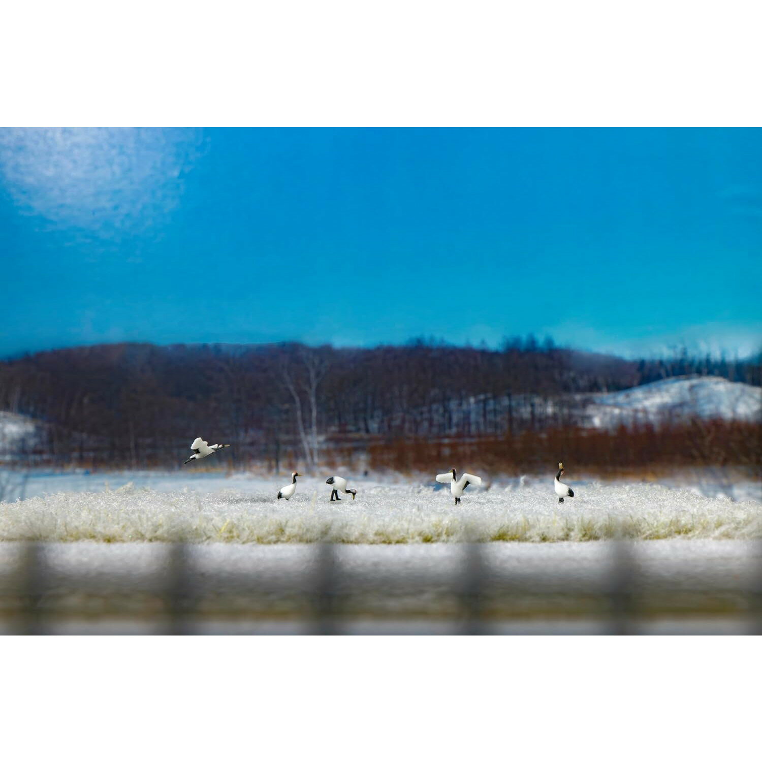 ڿʡۡڤ󤻡[RWM] 24-712 ̳ƻưʪ꡼ 祦 N ŴƻϷ KATO(ȡ)(20241130)