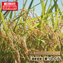 令和6年産 新米 青森県 送料無料 『 まっしぐら/5kg袋 』 マッシグラ 精米 白米