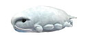 深海魚ケース I-23 ダイオウグソクムシ 眼鏡スタンド メガネスタンド ふわふわ ぬいぐるみ素材 めがねスタンド メガネスタンド かわいい メガネスタンド お...
