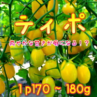 爽やかな甘さがくせになる!ティポ1パック(同梱専用