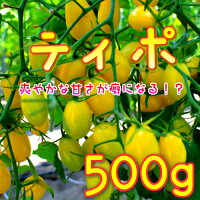 爽やかな甘さがくせになる!ティポ1パック(同梱専用
