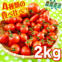 【送料無料】 ミニトマト 高糖度 甘い 優糖星（ゆうとうせい）約270g×5パック入りフルーツ感覚！