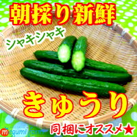 新鮮取り!!トゲが命!甘い、こだわり栽培キュウリ。1kg10本〜12本入り