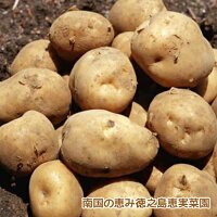 じゃがいも-10kg-混合(M~3L)-南の島の恵み赤土馬鈴しょ