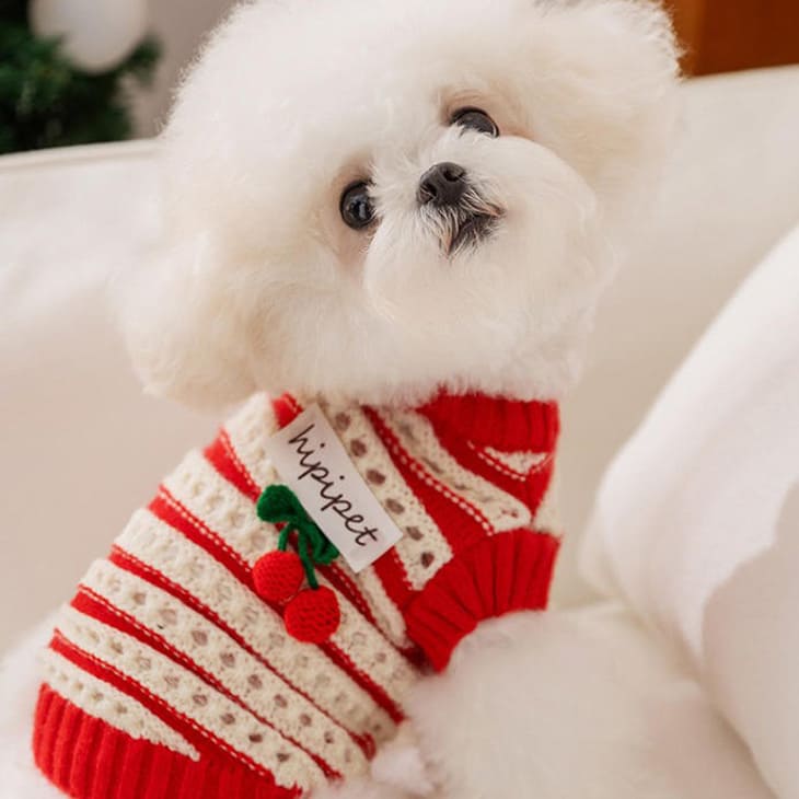 秋冬 冬服 超かわいい！ ニット ガーリー チェリー さくらんぼ お出かけ 犬 服 ニット セーター 暖かい..