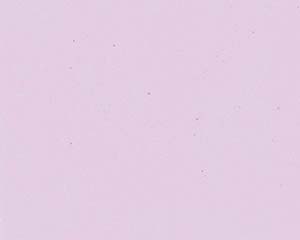 【まとめ買い10個セット品】 オ746-778 色彩耐油紙TA-C01PN ハート ピンク【キャンセル/返品不可】【メイチョー】