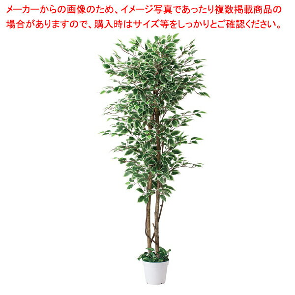 立ち木(人工樹木) ベンジャミングリーン/ホワイト 61-752-67-2 【厨房館】