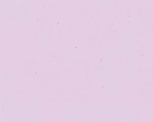 【まとめ買い10個セット品】 オ746-618 色彩耐油紙TA-C12PN ピンク 4寸【キャンセル/返品不可】【厨房館】