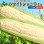 とうもろこし 送料無料 ホワイトショコラ 5本 Lサイズ 生で食べれる! 北海道 ニセコ産 朝採り 低農薬栽培 スイートコーン 白 とうきび 生食 フルーツとうもろこし クール便 冷蔵便