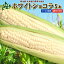 とうもろこし 送料無料 ホワイトショコラ 5本 Lサイズ 生で食べれる！ 北海道 ニセコ産 朝採り 低農薬栽培 スイートコーン 白 とうきび 生食 フルーツとうもろこし クール便 冷蔵便