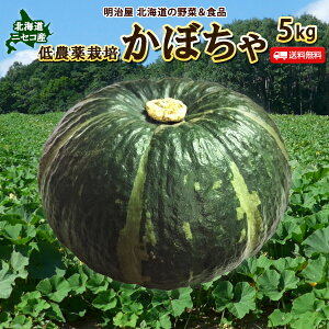 かぼちゃ 送料無料 5kg 北海道 ニセコ産 秀品 低農薬栽培 北海道産 カボチャ ハロウィン
