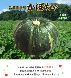 送料無料北海道ニセコ産秀品低農薬栽培かぼちゃ10kg（北海道産カボチャ送料込み）