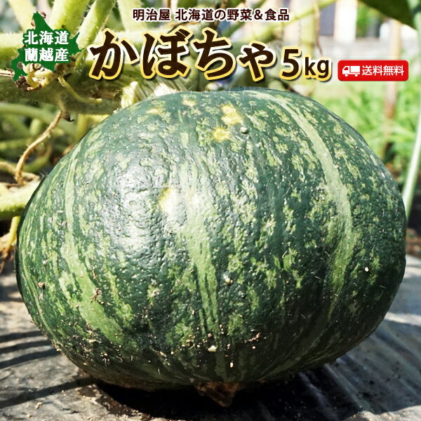 かぼちゃ 送料無料 5kg 北海道 蘭越産 秀品 北海道産 カボチャ ハロウィン