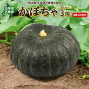 【9月下旬発送開始予定】かぼちゃ 送料無料 3個(1個1kg以上) 北海道 京極産 ブラックのジョー 北海道産 カボチャ ハロウィン■かぼちゃ3個●