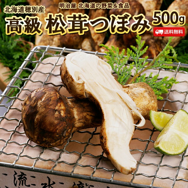 【9月より採れ次第お届け！】松茸 送料無料 つぼみ 500g 北海道 むかわ町穂別産 極上高級 きのこ 最高級 香り 国産 冷蔵便 発送 まつたけ マツタケ 北海道産 ギフト 野菜ギフト ご贈答用