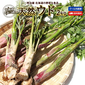 うど 送料無料 2kg 天然 生 北海道 ニセコ産 春の山菜 冷蔵便 うど 独活 ウド 山菜