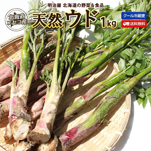 うど 送料無料 1kg 天然 生 北海道 ニセコ産 春の山菜 冷蔵便 うど 独活 ウド 山菜