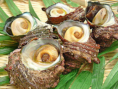 日本海産 さざえサザエ 訳あり 3kgセット大きさマチマチ　わけあり・ワケアリ・訳アリ品楽天 通販 価格 販売 お土産 記念 ギフトのサムネイル