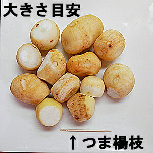 冷凍 皮むき済みタイプ 里イモ 300g×6袋入福井県大野市上庄産 里芋 さといもを皮むき後里いも サトイモ 洗い子 あらいこ 洗いこ上庄里芋 上庄里芋 上庄さといも 冷凍品限定 楽天 通販 価格 特価 販売 お土産