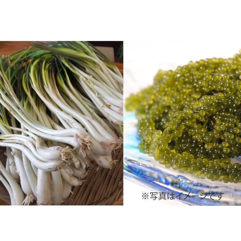 沖縄つまみの大人気おつまみ!!島らっきょう&海ぶどうセット
