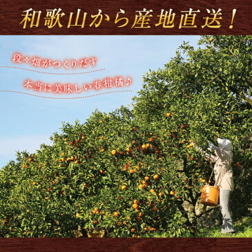 【訳あり】 送料無料 みかん 福袋 春柑橘セット 10.0kg 訳あり 和歌山産 春みかん ポンカン デコポン なつみ ブラッドオレンジ はるみ 蔵出しみかん はっさく 伊予柑 清見 set 国産 果物 フルーツ 産地直送 送料無料 送料込み 10キロ 甘い 美味しい おいしい