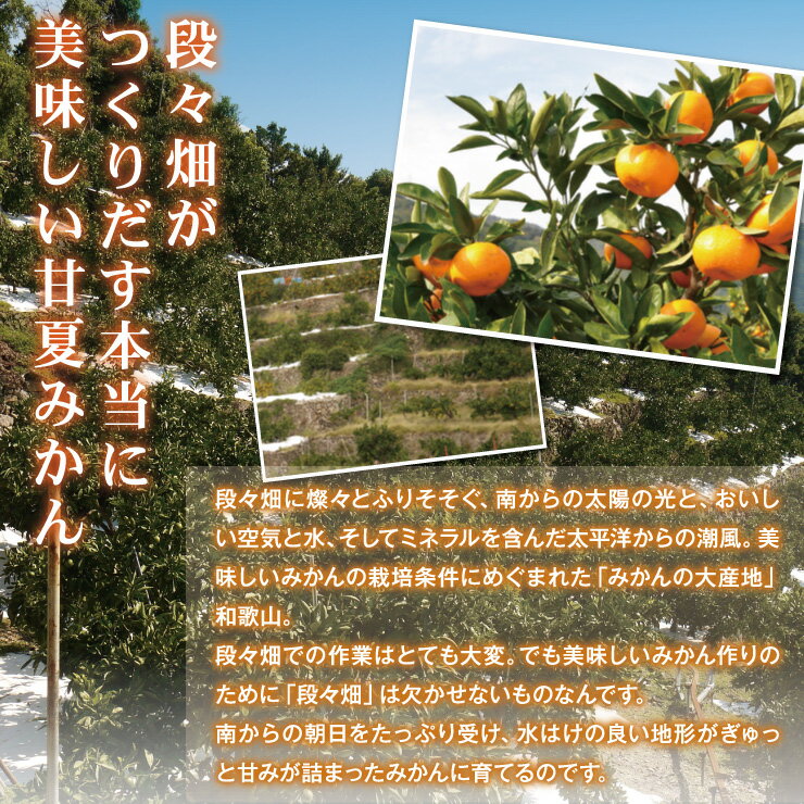 【訳あり】 送料無料 訳あり 和歌山 有田産　春 あまなつみかん 甘夏 5.0kg 甘味 酸味 苦味 絶妙なバランス 春みかん 果物 フルーツ 産地直送 送料無料 送料込み 送料無 甘い おいしい 美味しい 5キロ