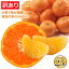 【訳あり】 有田 手のりこつぶみかん 2.5kg 蜜柑 ミカン 2.5kg 最高糖度(傷み保証有)小粒サイズ(2S SS ひとくちサイズ) 和歌山県 有田市 みかん 小粒 小玉 蜜柑 ミカン set セット 果物 フルーツ 食品 2.5キロ 家庭用 自宅用 箱 買い 小さい 小さめ