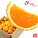 【訳あり】 送料無料 みかん 福袋 春柑橘セット 10kg 訳あり 和歌山産 春みかん ポンカン デコポン なつみ ブラッドオレンジ はるみ 蔵出しみかん はっ...