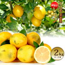  有田産レモン 訳あり 国産 減農薬 レモン 2.0kg 送料無料 和歌山県 産地直送 檸檬 lemon 有機 2キロ 有田レモン れもん 酸っぱい 産地直送 自宅用 家庭用 クエン酸 ビタミンC ビタミンB 2kg