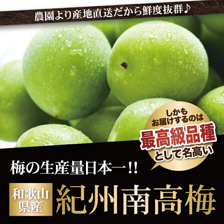 【冷凍】 冷凍青梅 Lサイズ以上 1kg 紀州南高梅 青梅 南高梅 和歌山県産 朝採れ青...