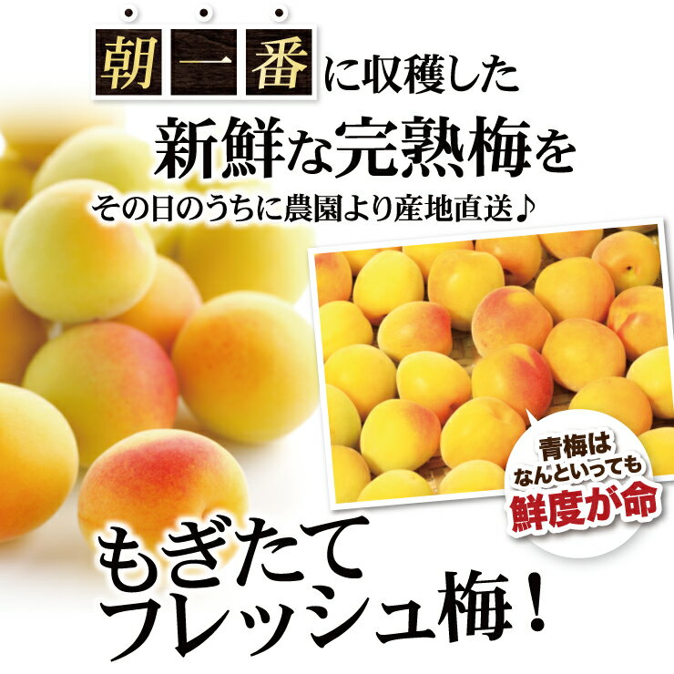 紀州南高梅 厳選 朝取れ 完熟 青梅 3.0kg 3キロ 【 L 2L 3L 4L以上 】 サイズ統一 ...