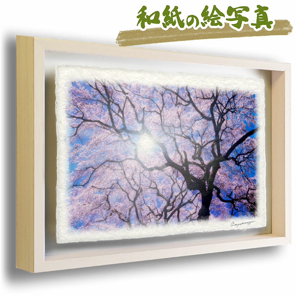 和紙の絵写真 額縁付き 83x63cm 花 春 ピンク 「青空と一面の桜と見上げる黒い幹」 絵画 額入り アートフレーム インテリア 油絵 風景画 風水 絵 玄関 壁掛け 壁 飾り 雑貨 和風 花の絵