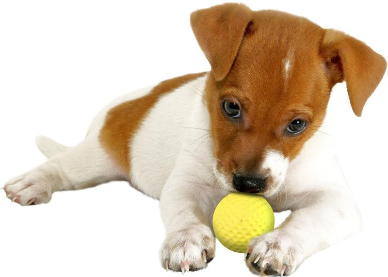メモリーショップのMARTIN SELLIER(マーティンセラー)ルーベンロール 犬用おもちゃ ソフトラバーボール パピー イエロー｜アングル2