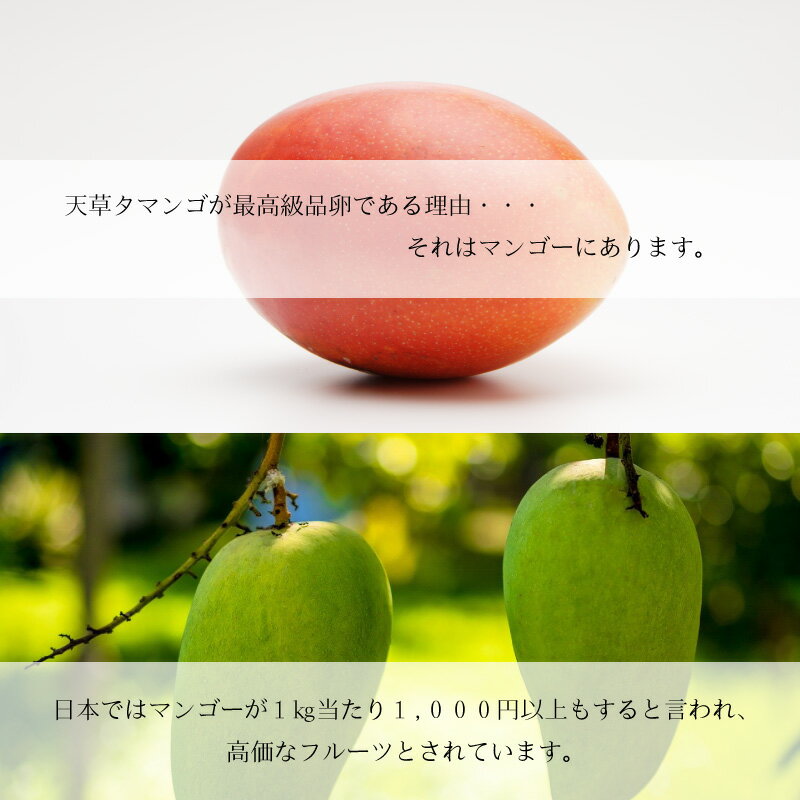 【天草タマンゴ6個入り】天草宝島 生卵 たまご マンゴ 飼料天草 高級 贈答用ご褒美 日本初 濃厚 新鮮 ブランド 贈り物 プレゼント ギフト 残暑見舞い 敬老の日