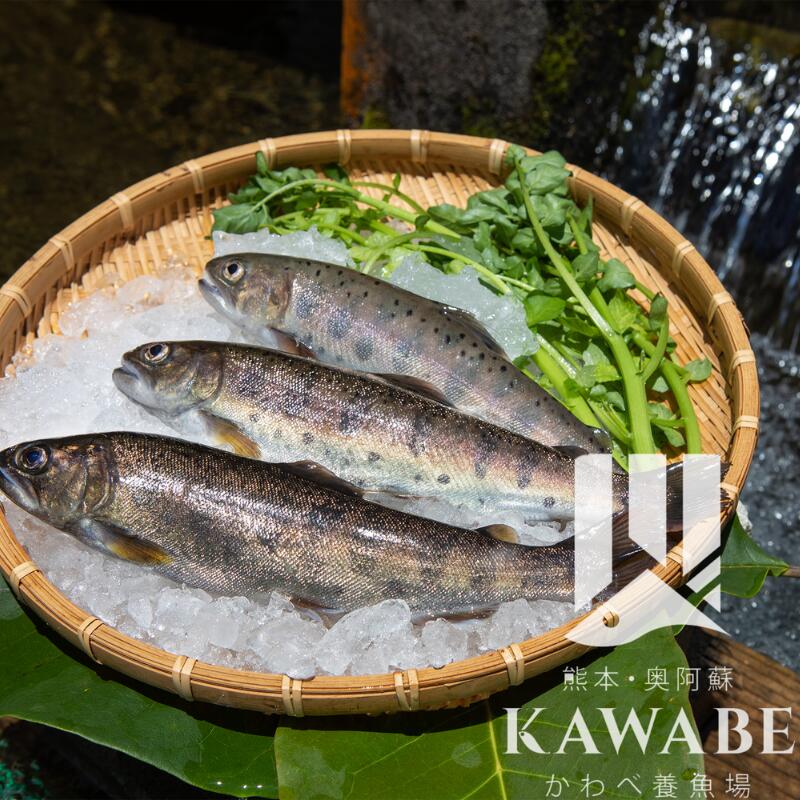阿蘇湧水やまめ 10匹 20匹 30匹 阿蘇から届く無添加レシピ付き ヤマメ 塩焼き 山女魚 熊本 阿蘇 高森町 清流育ち 川魚 国産 新鮮 産地..