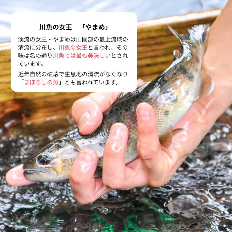 阿蘇湧水やまめ甘露煮 3匹 6匹 9匹 ヤマメ 山女魚 甘露煮 国産 調理済み 冷凍 熊本...