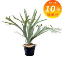 【特典付き】 コウモリラン イミテーション 造花 80977 インテリアグリーン 人工観葉植物 フェイクグリーン 造花 【送料無料 ポイント10倍】