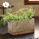 セメントプランター レクト L 3号×2鉢目安 FEEL THE GARDEN CBGZ2043 スパイス 植木鉢 プランターカバー フラワーポット 花 鉢 観...