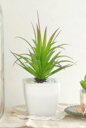 TLgvc L B^Cv LA[eBtBVO[ ARTIFICIAL GREEN SUCCULENT PLANTS C~e[V TLg tFCNO[y|Cg10{z