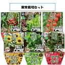 ウタネ 楽育栽培セット 栽培キット 簡単 自宅でできる 自宅栽培 エコ ベランダ 栽培 野菜 育てる とうがらし レタス ミニトマト ストロベリー バジル ひまわり