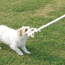 ecololo オーガニックロープS犬おもちゃ ロープ　デンタル その1